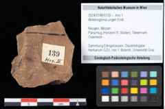Foto (Objekt + Etikett) von Widdringtonia ungeri Endl. (NHMW-GEO-2024-0188-0139)